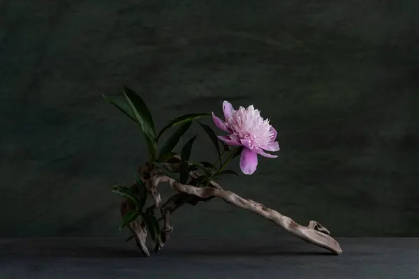 Romantik pembe şakayık çiçekleri, bir kolye ve ağaç kökleri kullanarak..