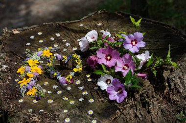 Çınar kabuğu ve deniz kabuğu kullanan kır çiçeklerinin bileşimi. natüralist stil.