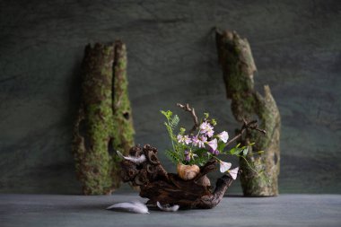 Sycamore kabuğu, salyangoz evi ve kuş tüyü kullanan kır çiçeklerinin bileşimi. natüralist stil.