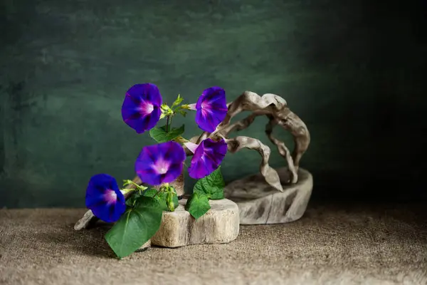 Desen, kompozisyon, ikebana, yaz çiçekleri, ağaç kökleri, elmalar, erikler, kuş tüyleri, çiçekler