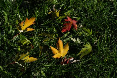 Breath of autumn. green grass, colorful autumn leaves, wild grapes. clipart