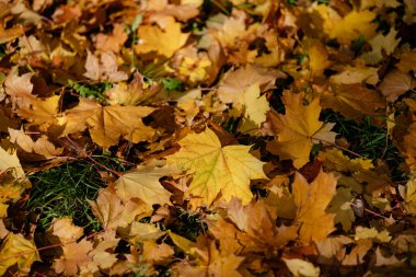 Sonbahar akçaağaç yapraklarının resmi, sarı, turuncu, altın, kehribar rengi.