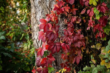 autumn landscape, multicolored, colored leaves, red, yellow, gold, green, green grass, trees, wild grapes. clipart