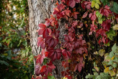 autumn landscape, multicolored, colored leaves, red, yellow, gold, green, green grass, trees, wild grapes. clipart