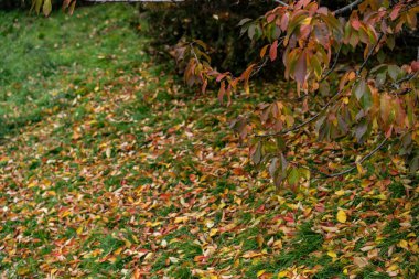 autumn landscape, multicolored, colored leaves, red, yellow, gold, green, green grass, trees, wild grapes. clipart