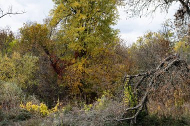 autumn landscape, multi-colored, colored leaves, red, yellow, gold, green, green grass, trees, river, park, forest, river bank. clipart