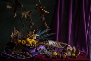 Durgun hayat. Geçmişi. Phyto kompozisyonu. Masaüstü ekran koruyucu. Meyveli bir çınar dalı. - Evet. Mor kumaştan yapılmış kumaş. Çin ayva ezmesinin solmuş meyveleri.