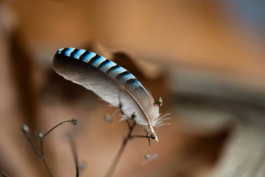 Mystical, melancholic still life with autumn leaves, tree branches, driftwood and feathers of wild forest birds. clipart