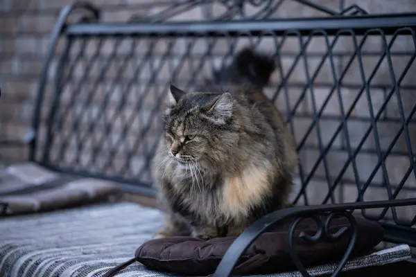 Yumuşak bir kedi bankta dinleniyor. Kedi vahşi bir kedi rengine sahip..