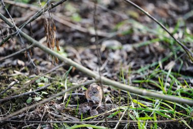 Ağaç dalları ve çimenlerin arka planında tahta fare