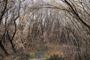 Bahar ormanı, dallardan ve ağaçlardan oluşan dantelli.