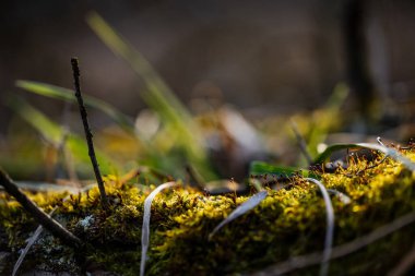 Bahar ormanı, dallardan ve ağaçlardan oluşan dantelli.