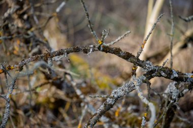 Bahar ormanı, dallardan ve ağaçlardan oluşan dantelli.