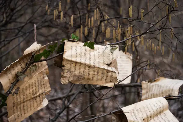 Eski ve esrarengiz bir orman. Eski müzik parçaları dallara saçılmış, zamanla parçalanmış.