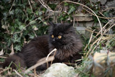 Doğanın bağrında pofuduk kedi