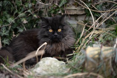 Doğanın bağrında pofuduk kedi