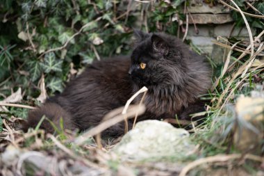 Doğanın bağrında pofuduk kedi