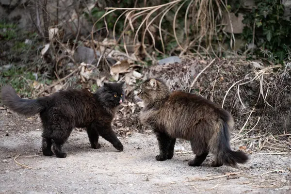 Doğanın bağrında pofuduk kedi