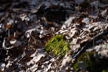 Bahar ormanı, çıplak ağaçlar, ilk bahar çiçekleri, yosunlar