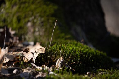 Bahar ormanı, çıplak ağaçlar, ilk bahar çiçekleri, yosunlar