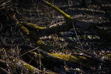 Bahar ormanı, çıplak ağaçlar, ilk bahar çiçekleri, yosunlar
