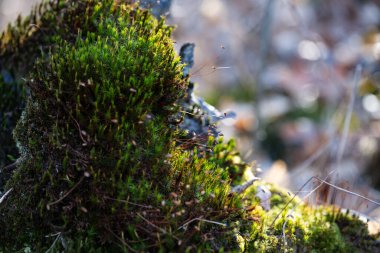 Bahar ormanı, çıplak ağaçlar, ilk bahar çiçekleri, yosunlar