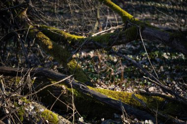 Bahar ormanı, çıplak ağaçlar, ilk bahar çiçekleri, yosunlar