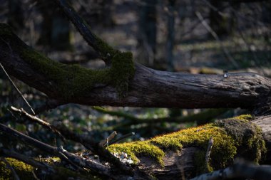 Bahar ormanı, çıplak ağaçlar, ilk bahar çiçekleri, yosunlar
