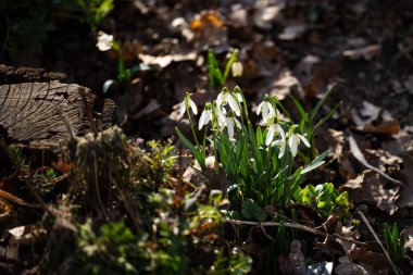 Bahar ormanı, çıplak ağaçlar, ilk bahar çiçekleri, yosunlar