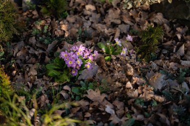 Bahar ormanı, çıplak ağaçlar, ilk bahar çiçekleri, yosunlar