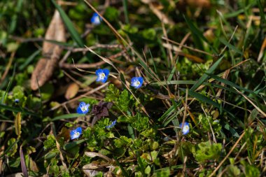 Bahar ormanı, çıplak ağaçlar, ilk bahar çiçekleri, yosunlar
