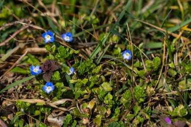 Bahar ormanı, çıplak ağaçlar, ilk bahar çiçekleri, yosunlar