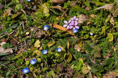 Bahar ormanı, çıplak ağaçlar, ilk bahar çiçekleri, yosunlar