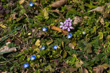 Bahar ormanı, çıplak ağaçlar, ilk bahar çiçekleri, yosunlar