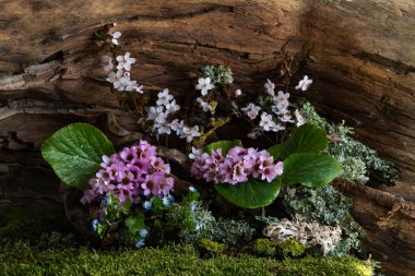 Narin pembe bergenia çiçekleri, engebeli dallara ve yumuşak yosunlara karşı açar. Mistik ve dingin bir kompozisyon, doğada tazeliği ve sessiz güzelliği çağrıştırıyor..