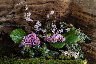 Narin pembe bergenia çiçekleri, engebeli dallara ve yumuşak yosunlara karşı açar. Mistik ve dingin bir kompozisyon, doğada tazeliği ve sessiz güzelliği çağrıştırıyor..