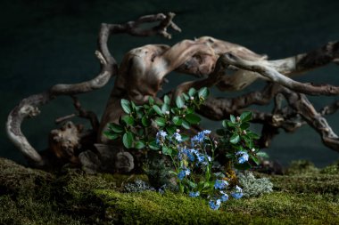 Narin bahar çiçekleri romantik bir kompozisyonda çiçek açar. Gizem ve tazelik katar. Yumuşak yapraklar ve büyüleyici renkler rüya gibi ve şiirsel bir atmosfer yaratır.