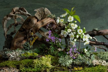 Yumuşak kiraz çiçekleri ve canlı sardunyalar gizemli bir bahar atmosferinde çiçek açarlar. Tazelik ve sessiz merakla dolu rüya gibi ve büyüleyici bir sahne.