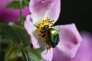 Parlak yeşil bir böcek açan bir yaban gülünün üzerinde oturuyor. Doğal renkler, dokular ve sakin zarafetin uyumlu bir kombinasyonu..