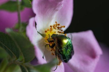 Canlı bir yeşil böcek narin bir şekilde açan yaban gülünün üzerinde duruyor. Metalik parıltısı yumuşak yapraklarla çelişiyor. Doğanın renklerinin, dokularının ve zarafetinin uyumlu bir karışımı.