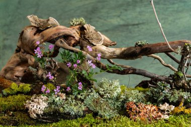 Vahşi sardunya ve Veronica çiçekleri esintinin öptüğü romantik bir bahar kompozisyonunda çiçek açarlar. Yosun ve liken sahneyi tamamlar, doğal uyum ve narin güzellik yaratır.