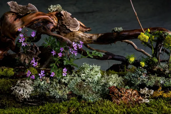 Vahşi sardunya ve Veronica çiçekleri esintinin öptüğü romantik bir bahar kompozisyonunda çiçek açarlar. Yosun ve liken sahneyi tamamlar, doğal uyum ve narin güzellik yaratır.
