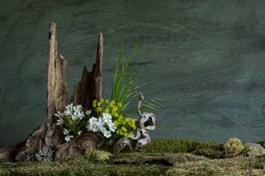 Taze ve narin Ornithogalum diğer bahar çiçekleriyle birlikte gizemli ve gizemli bir atmosferde çiçek açar. Yumuşak yapraklar ve ruhani renkler saflığı ve sessizliği çağrıştırır.