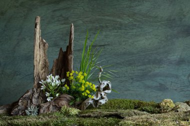 Taze ve narin Ornithogalum diğer bahar çiçekleriyle birlikte gizemli ve gizemli bir atmosferde çiçek açar. Yumuşak yapraklar ve ruhani renkler saflığı ve sessizliği çağrıştırır.