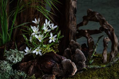 Taze ve narin Ornithogalum diğer bahar çiçekleriyle birlikte gizemli ve gizemli bir atmosferde çiçek açar. Yumuşak yapraklar ve ruhani renkler saflığı ve sessizliği çağrıştırır.