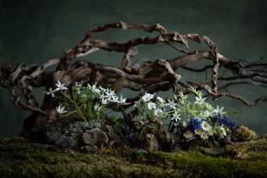 Taze ve narin Ornithogalum diğer bahar çiçekleriyle birlikte gizemli ve gizemli bir atmosferde çiçek açar. Yumuşak yapraklar ve ruhani renkler saflığı ve sessizliği çağrıştırır.