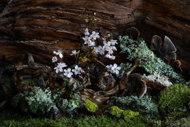 Mistik bir erik çiçeği tomurcuklanmış, engebeli dallara ve narin yosunlara karşı. Yumuşak ışıklandırmayla şiirsel atmosferi güçlendiren, ferahlık ve dinginlik saçan rüya gibi, ruhani bir kompozisyon..