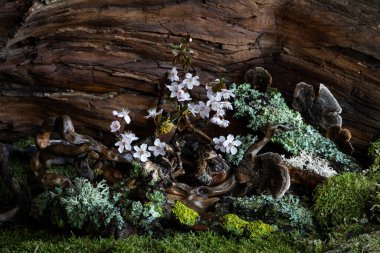 Mistik bir erik çiçeği tomurcuklanmış, engebeli dallara ve narin yosunlara karşı. Yumuşak ışıklandırmayla şiirsel atmosferi güçlendiren, ferahlık ve dinginlik saçan rüya gibi, ruhani bir kompozisyon..