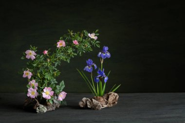 Yaban gülü ve zarif irislerin narin bir dalının yer aldığı sakin bir ikebana düzenlemesi. Doğal kompozisyon uyum, sadelik ve sessiz güzellik yayar.