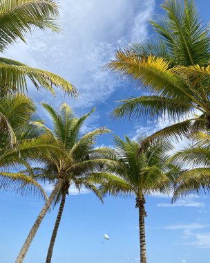 Playa del Carmen Sahili 'nde palmiye ağaçları. Yüksek kalite fotoğraf